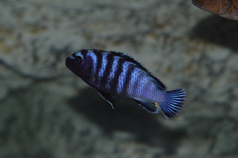 Chindongo minutus 'Lion's Cove'